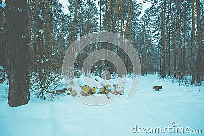 Logs covered with snow lie in the forest Stock Photo
