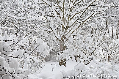 Snowy winter trees, fresh new snow covered garden, lilac branches after blizzard snowstorm, heavy snowfall drifts, multiple tree Stock Photo