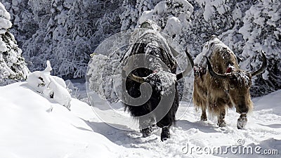 Snowy Yaks Stock Photo