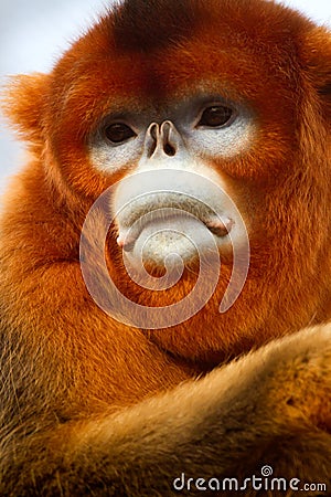 Snub-nosed monkey Stock Photo