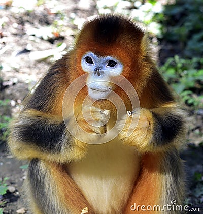 Snub-nosed Monkey Stock Photo