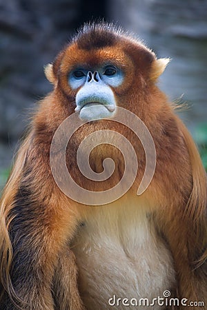 snub-nosed monkey Stock Photo
