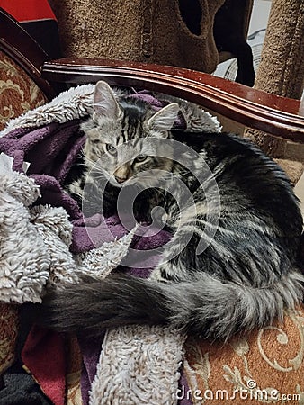 Snuggly Brindle kitten Stock Photo