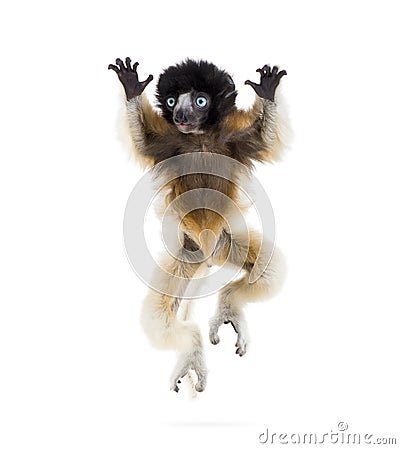 4 months old baby Crowned Sifaka jumping against white Stock Photo