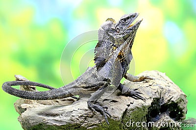 Soa Payung also known as the frilled lizard or frilled dragon is showing a threatening expression. Stock Photo