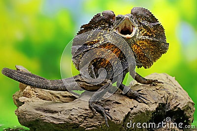 Soa Payung, also known as the frilled lizard or frilled dragon, is showing a threatening expression. Stock Photo