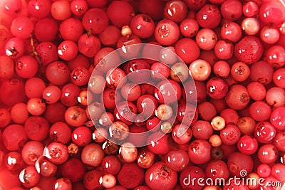 Soaked cowberry background Stock Photo