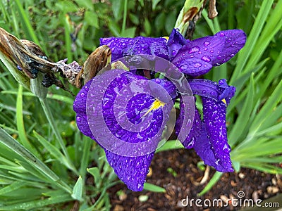 Soaked Purple Iris Flower in Summer in June Stock Photo