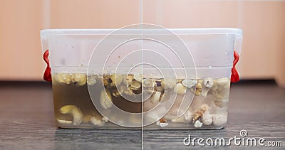 Soaking nuts. Girl shows dirty seeds. Chemical processing of food. Digestive problems are caused by intolerance peanuts, allergies Stock Photo