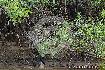 Soaking Wet Wild Jaguar Walking Out of River into Jungle Stock Photo