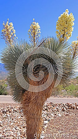 Soaptree Yucca - Blooming Stock Photo