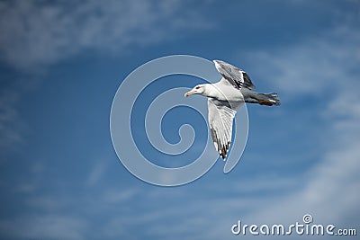 Soaring Above: The Graceful Seagull Stock Photo