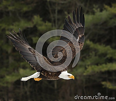 Soaring Bald Eagle Stock Photo