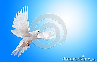 Soaring dove Stock Photo