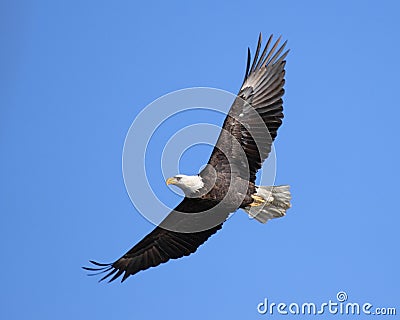 Soaring eagle Stock Photo