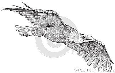 Soaring eagle - sketch Vector Illustration