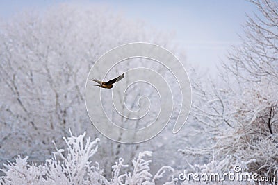 Soaring Hawk Stock Photo