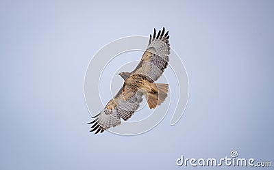 Soaring Hawk Stock Photo