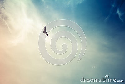 Soaring hawk with wispy clouds Stock Photo