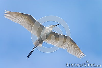 Soaring heron bird Stock Photo