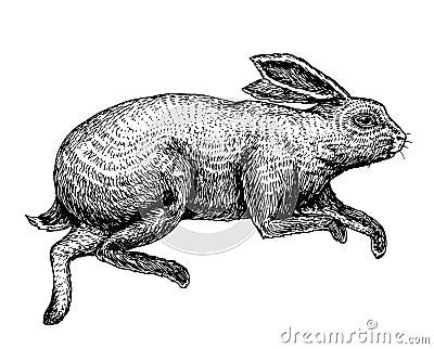 Soaring rabbit or bunny. Wild forest animal jumping up. Gray hare. Vintage style. Engraved hand drawn sketch for emblem Vector Illustration