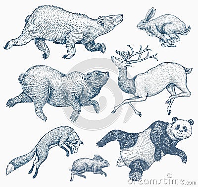 Soaring red Fox Hare Rabbit northern brown Bear Deer. Set of Wild forest animal jumping up. Vintage style. Engraved hand Vector Illustration