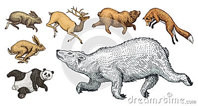 Soaring red Fox Hare Rabbit northern brown Bear Deer. Set of Wild forest animal jumping up. Vintage style. Engraved hand Vector Illustration