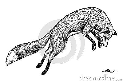 Soaring red fox. Wild forest animal jumping up. Food search concept. Vintage style. Engraved hand drawn sketch. Vector Illustration