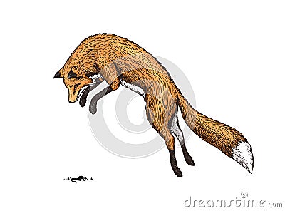 Soaring red fox. Wild forest animal jumping up. Food search concept. Vintage style. Engraved hand drawn sketch. Vector Illustration
