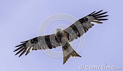 Soaring Red Kite (Milvus Milvus) Stock Photo