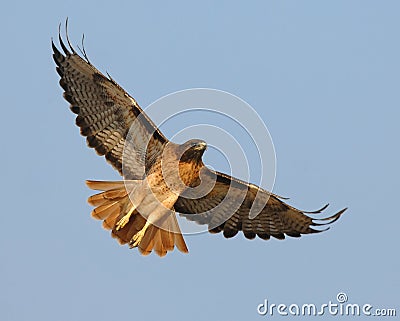 Soaring Red Tail Hawk Stock Photo