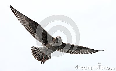 Soaring Seagull Stock Photo