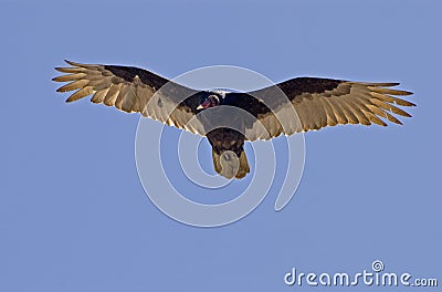 Soaring vulture over the Pacific Ocean Stock Photo