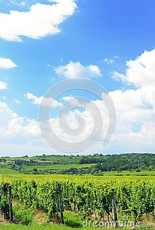 Sobes Moravian vineyard Stock Photo