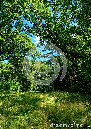 Soccer goals in the forest Stock Photo
