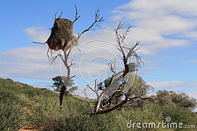 Sociable Weaver Nest in Southern Botswana Stock Photo