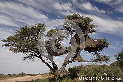 Sociable Weaver Nests Stock Photo