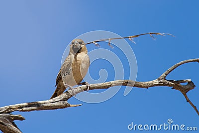 Sociable weaver sitting on a dry branch with a piece of grass Stock Photo
