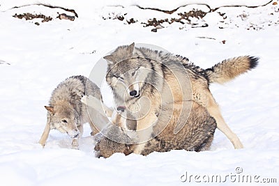 Social play of timber wolves Stock Photo