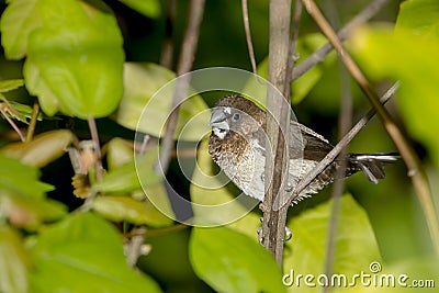 Society Finch Stock Photo