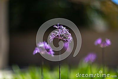 Society Garlic Stock Photo