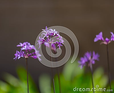 Society Garlic Stock Photo