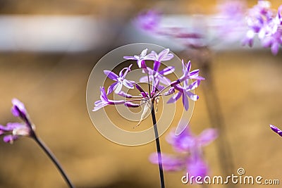 Society Garlic Stock Photo