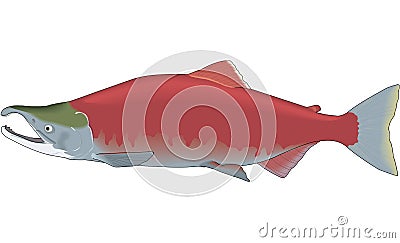 Sockeye Salmon Illustration Vector Illustration