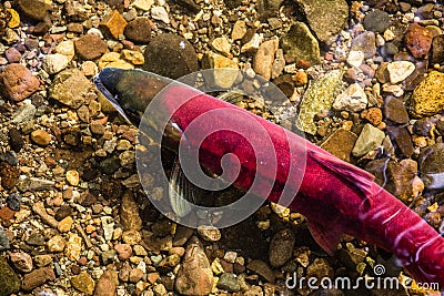 Sockeye Salmon ready to spawn Stock Photo