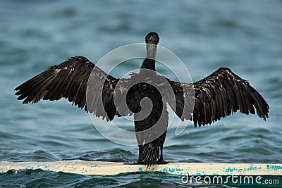 Socotra cormorant perched on a boast spreading its wings, Bahrain Stock Photo