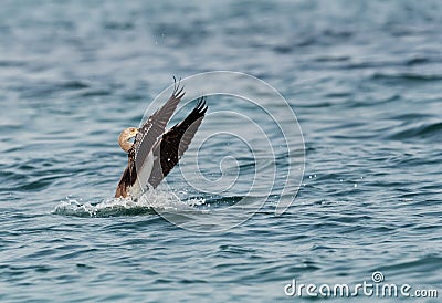 Socotra cormorant raisning its wings Stock Photo