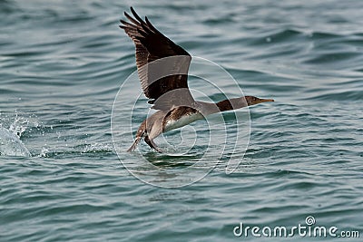 Socotra cormorant taking flight Stock Photo