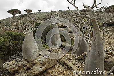 The Socotra Desert Rose or Bottle Tree (Adenium obesum socotranum)Dragon Blood Tree, Dracaena cinnabari, Socotra dragon tree, Thr Stock Photo