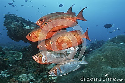 Sodwana Bay Indian Ocean South Africa school of cresent-tail bigeyes (Priacanthus hamrur) near coral reef Stock Photo